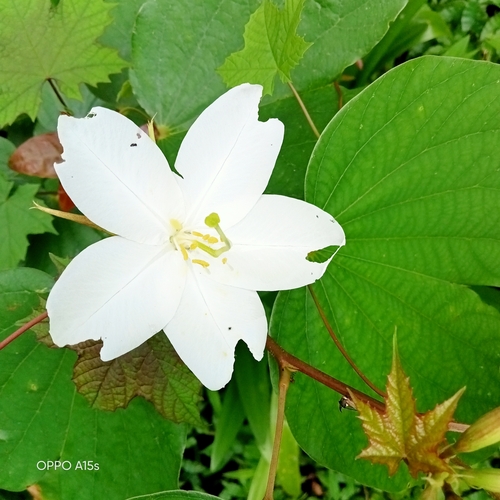 Bauhinia acuminata (Dwarf white Bauhinia) — photo