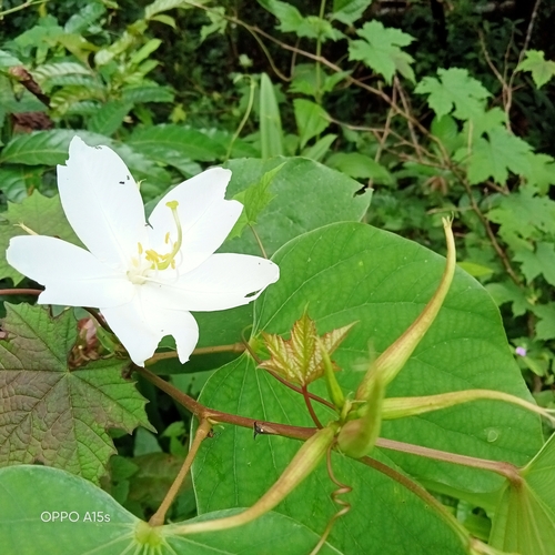 Bauhinia acuminata (Dwarf white Bauhinia) — photo