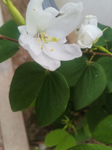 Bauhinia acuminata