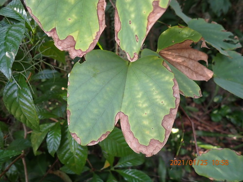 Bauhinia blakeana — photo