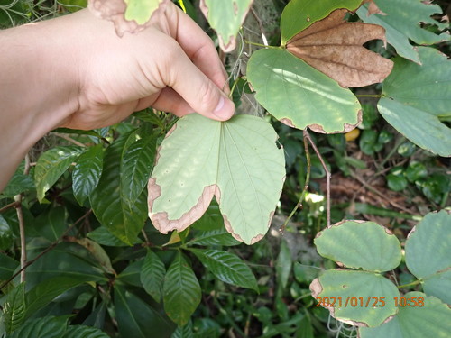 Bauhinia blakeana — photo
