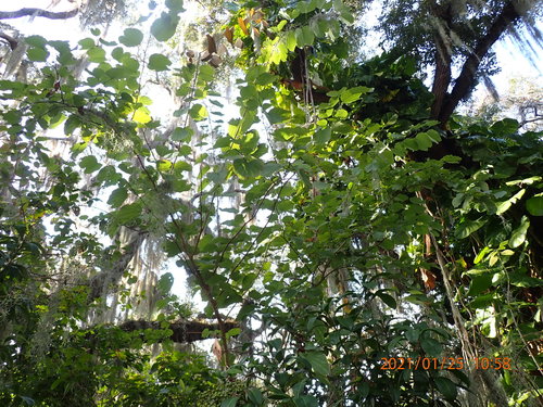 Bauhinia blakeana