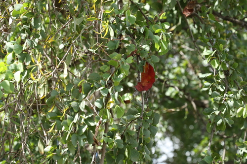 Bauhinia carronii (Ebony) — photo