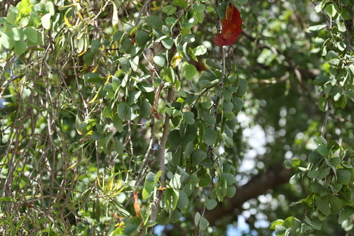 Bauhinia carronii (Ebony) — photo