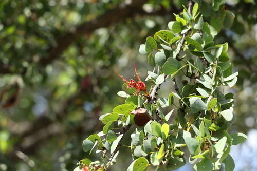 Bauhinia carronii