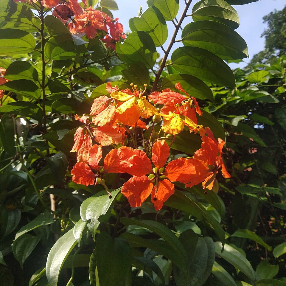 Bauhinia coccinea