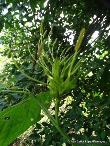 Bauhinia dipetala — photo