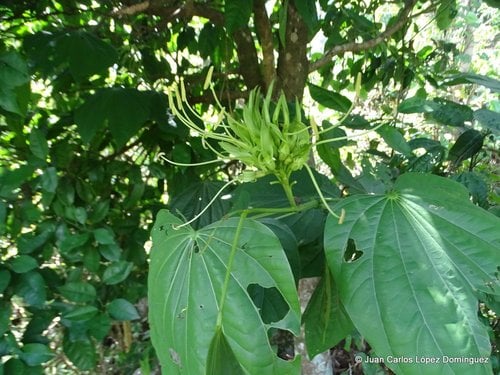 Bauhinia dipetala — photo