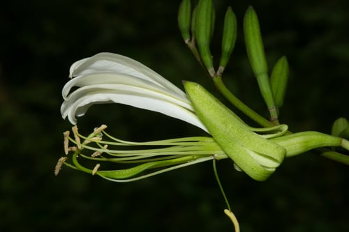 Bauhinia forficata (Brazilian orchid tree) — photo