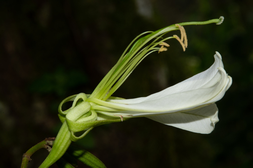 Bauhinia forficata (Brazilian orchid tree) — photo