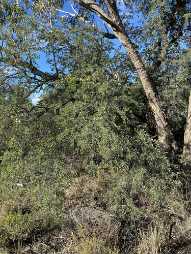 Bauhinia gilva (Bauhinia Bean tree) — photo