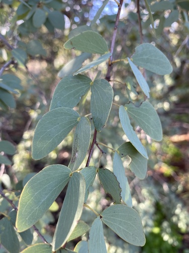 Bauhinia gilva (Bauhinia Bean tree) — photo