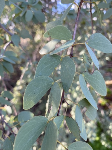 Bauhinia gilva