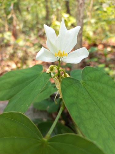 Bauhinia hirsuta — photo