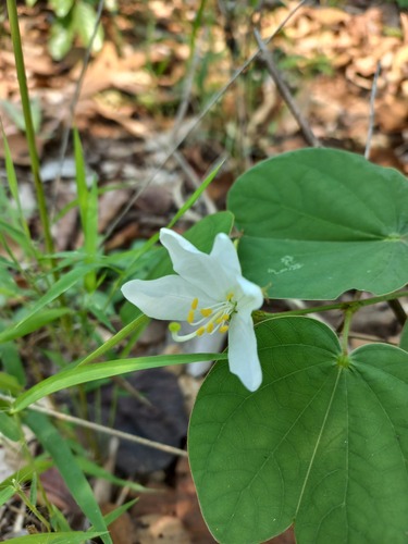 Bauhinia hirsuta — photo