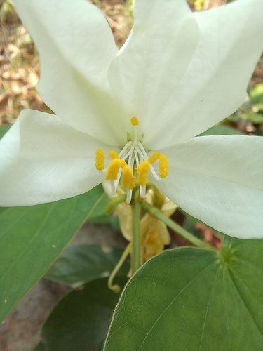 Bauhinia hirsuta