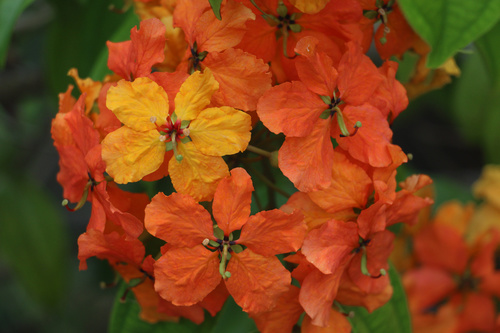 Bauhinia kockiana (Red trailing bauhinia) — photo