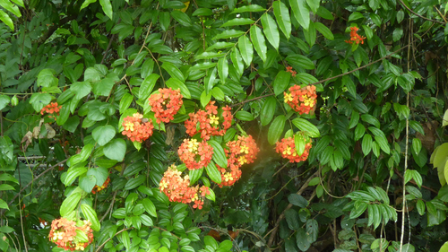 Bauhinia kockiana (Red trailing bauhinia) — photo