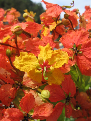 Bauhinia kockiana