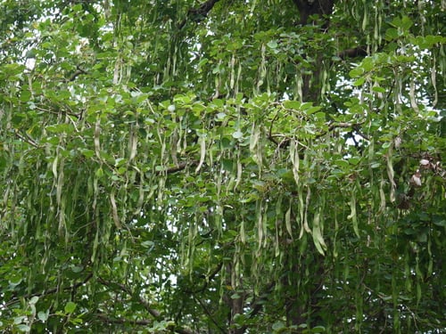 Bauhinia malabarica (Malabar ebony) — photo