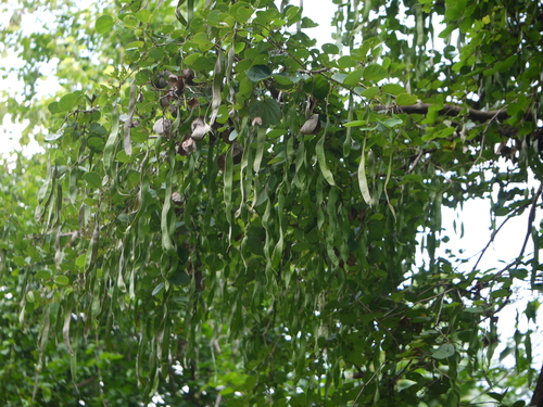 Bauhinia malabarica