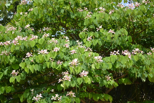 Bauhinia monandra (Butterfly Flower) — photo
