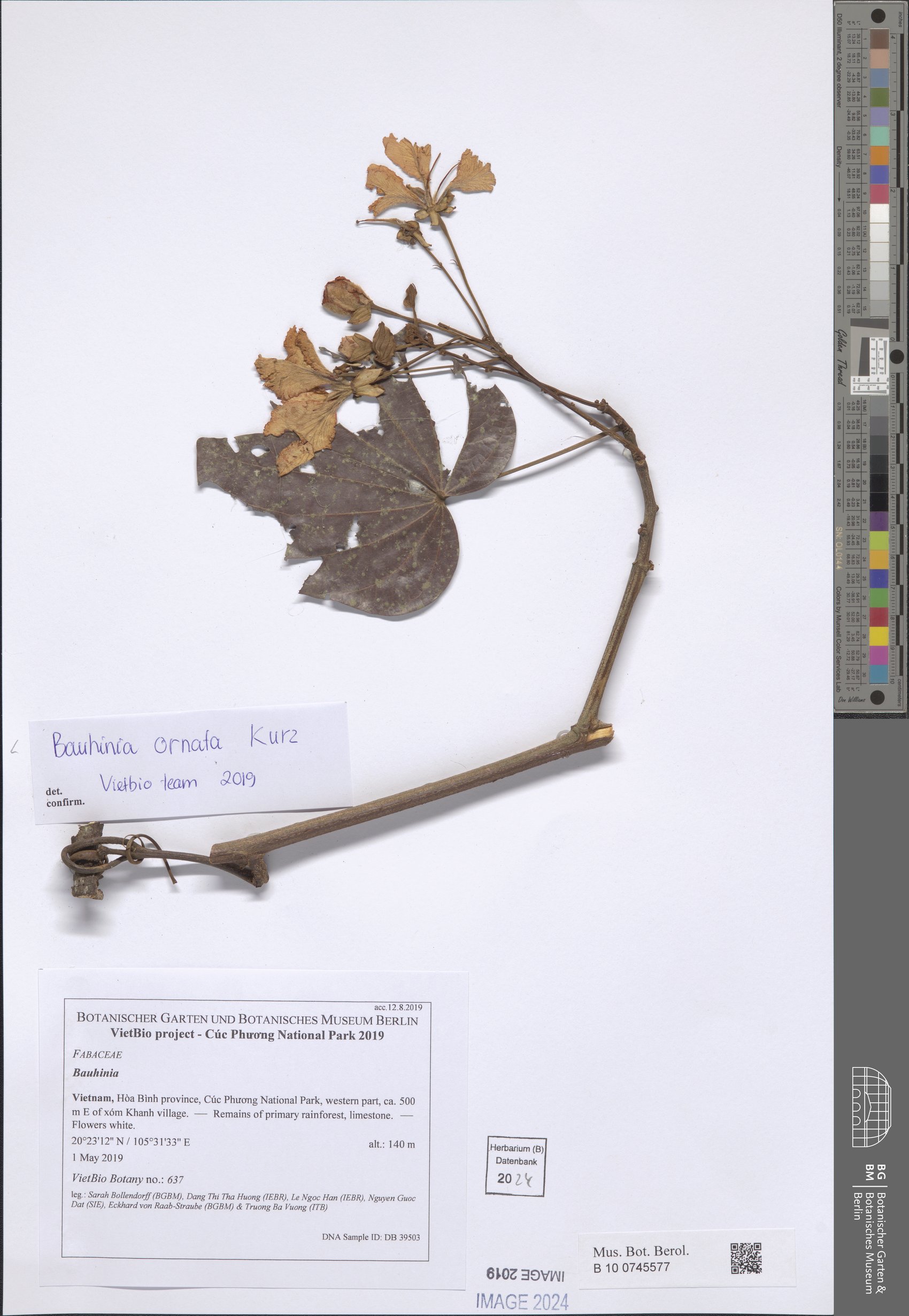 Bauhinia ornata — photo