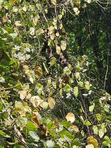 Bauhinia ornata
