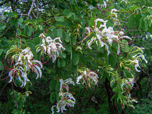 Bauhinia petersiana (White bauhinia) — photo
