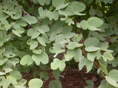 Bauhinia petersiana (White bauhinia) — photo