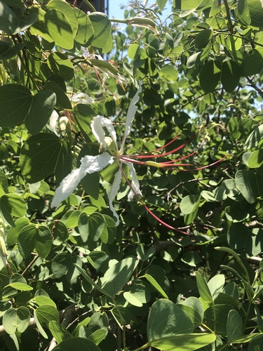 Bauhinia petersiana