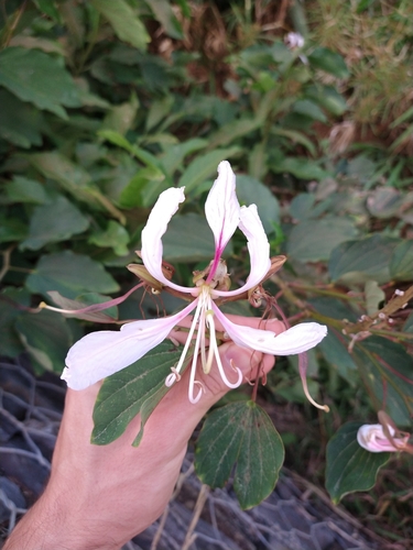 Bauhinia purpurea (Butterfly Tree) — photo