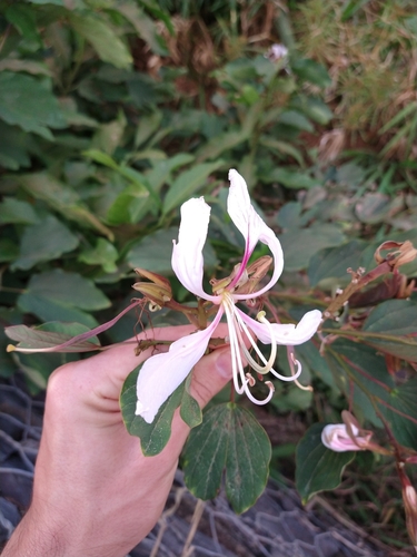 Bauhinia purpurea (Butterfly Tree) — photo