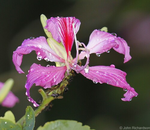 Bauhinia purpurea
