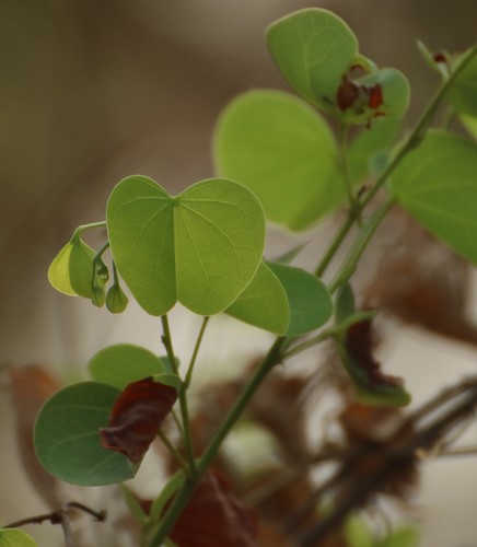 Bauhinia racemosa (Burmese silk orchid) — photo