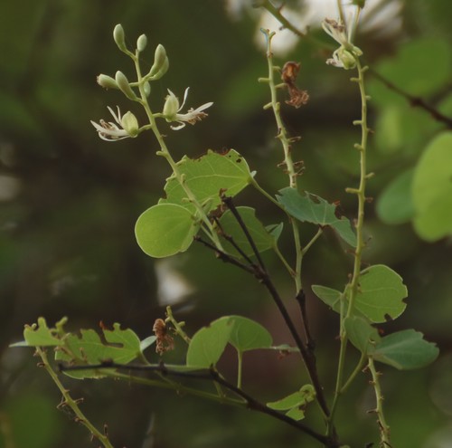 Bauhinia racemosa (Burmese silk orchid) — photo