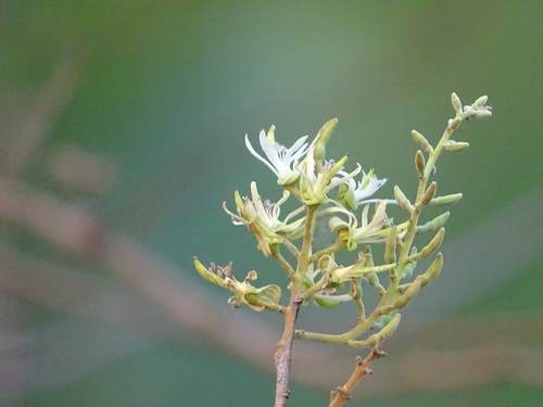 Bauhinia racemosa