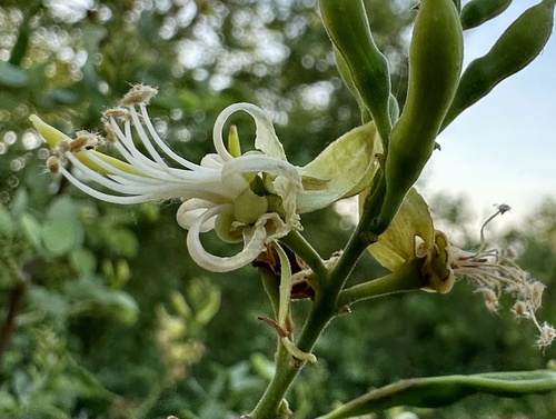 Bauhinia rufescens (Silver butterfly tree) — photo