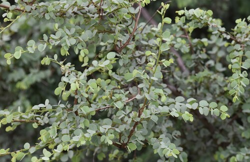 Bauhinia rufescens (Silver butterfly tree) — photo