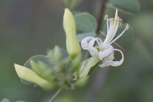 Bauhinia rufescens