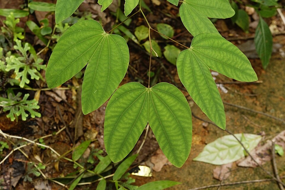 Bauhinia sp. (Sieo) — photo