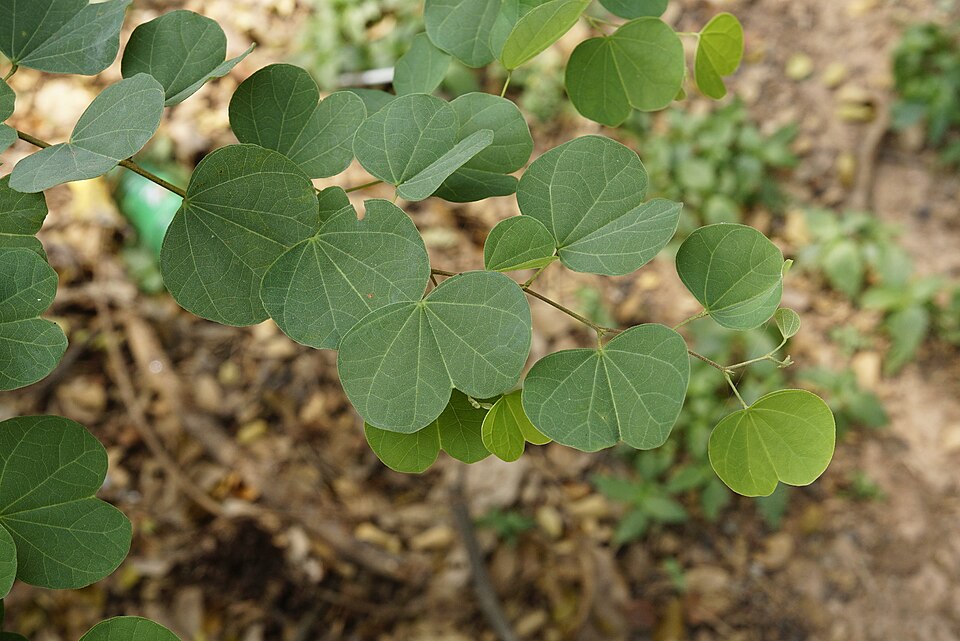 Bauhinia sp.