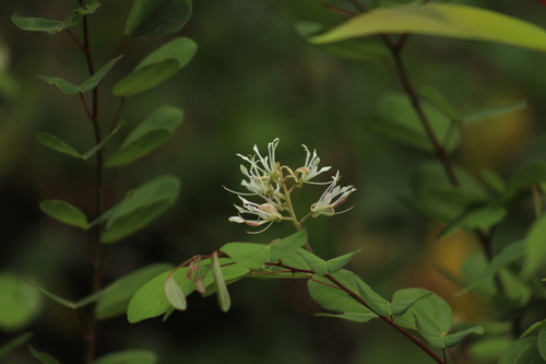 Bauhinia subrotundifolia (Round leaf bauhinia) — photo