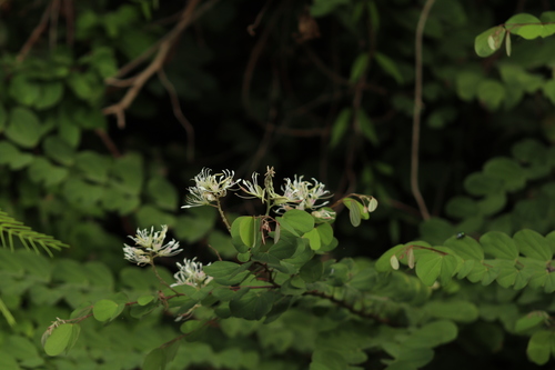 Bauhinia subrotundifolia (Round leaf bauhinia) — photo