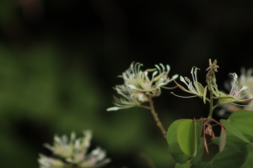 Bauhinia subrotundifolia