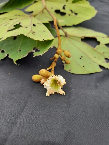 Bauhinia thonningii — photo