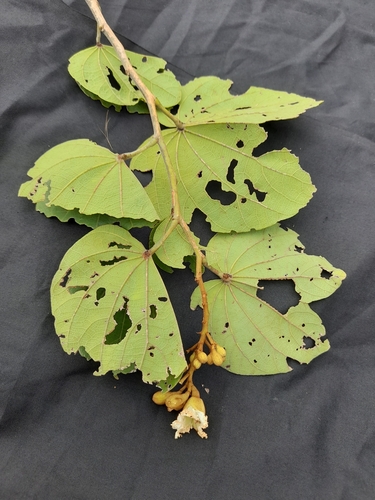 Bauhinia thonningii — photo