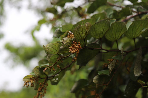 Bauhinia thonningii