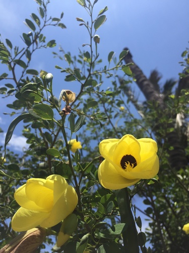 Bauhinia tomentosa (St Thomas Tree) — photo