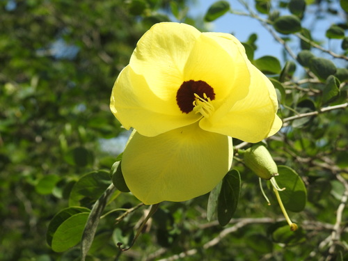 Bauhinia tomentosa (St Thomas Tree) — photo